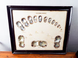 Vintage 1940s 50s Framed Cultured Pearls & Shells Japanese Oyster Growth Display